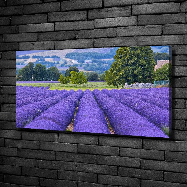 Canvas foto Lavendelveld