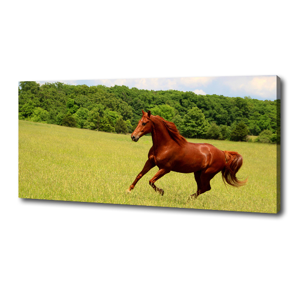 Foto canvas Een paard in de wei