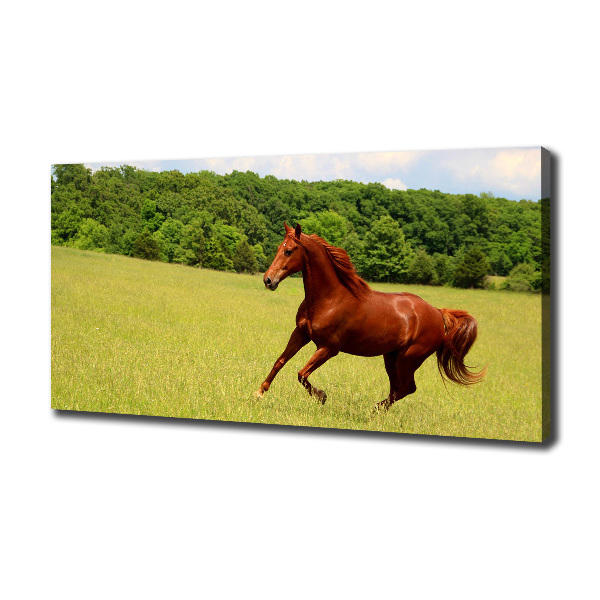 Foto canvas Een paard in de wei