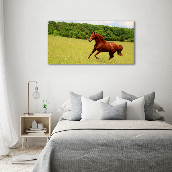 Foto canvas Een paard in de wei