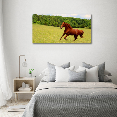 Foto canvas Een paard in de wei