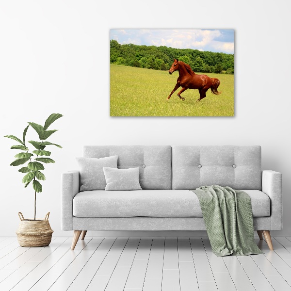 Foto canvas Een paard in de wei
