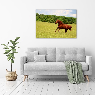 Foto canvas Een paard in de wei