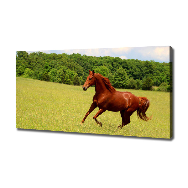 Foto canvas Een paard in de wei
