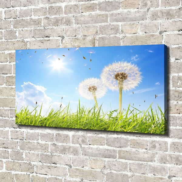 Foto canvas Paardenbloemen