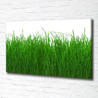 Foto op canvas Gras