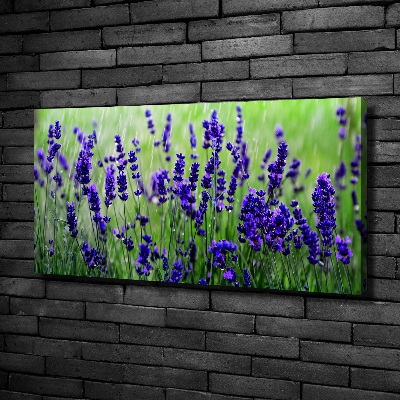 Canvas foto Lavendel