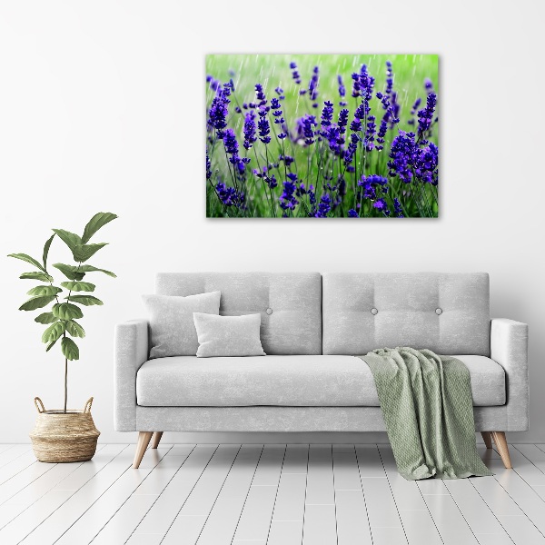 Canvas foto Lavendel
