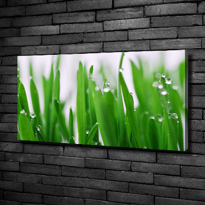 Foto op canvas grassprieten