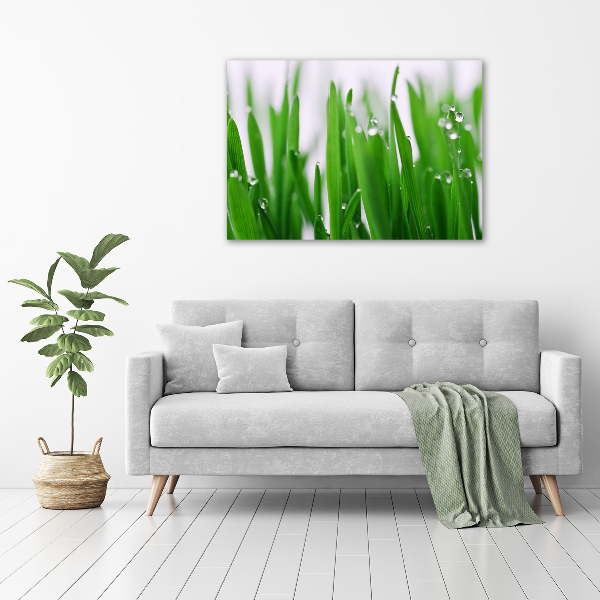 Foto op canvas grassprieten