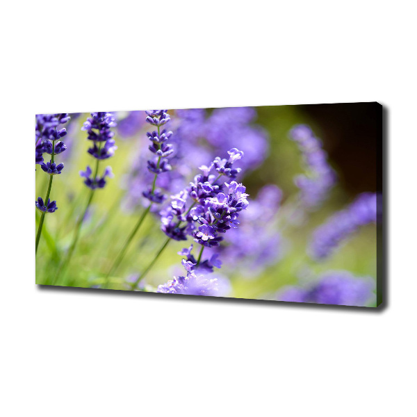 Canvas foto Lavendel