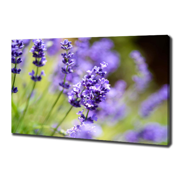Canvas foto Lavendel