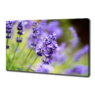 Canvas foto Lavendel