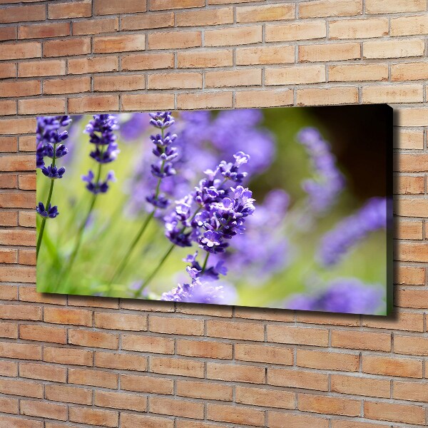 Canvas foto Lavendel