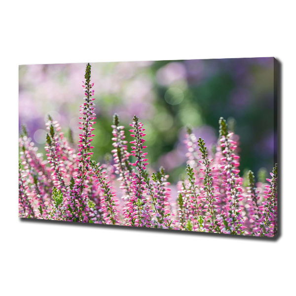 Foto op canvas Heidebloemen