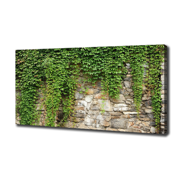 Canvas foto Groene klimop