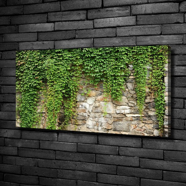 Canvas foto Groene klimop