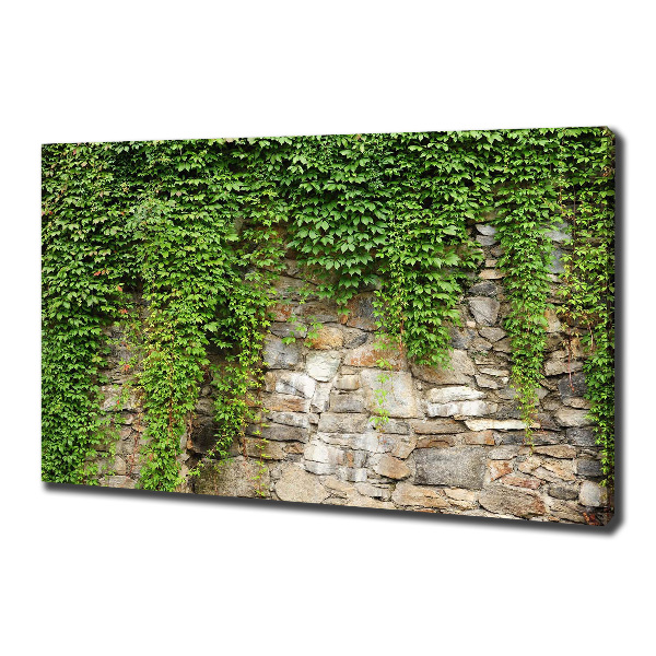 Canvas foto Groene klimop