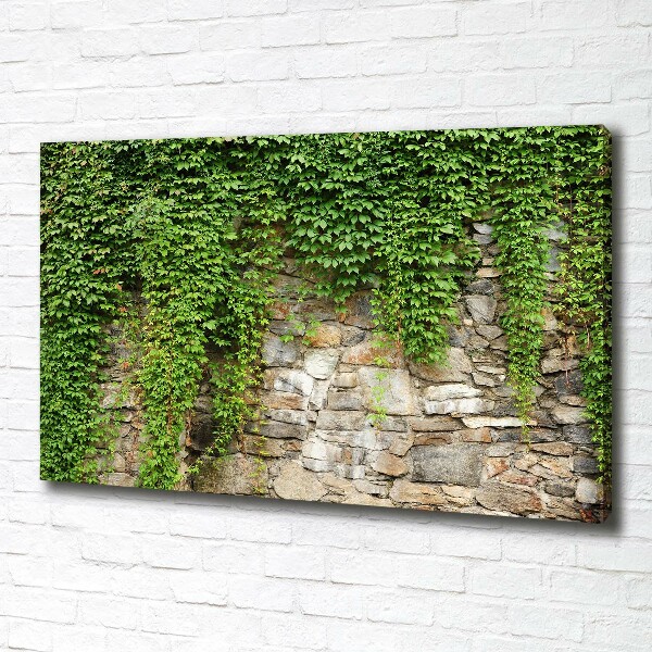 Canvas foto Groene klimop