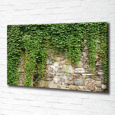 Canvas foto Groene klimop