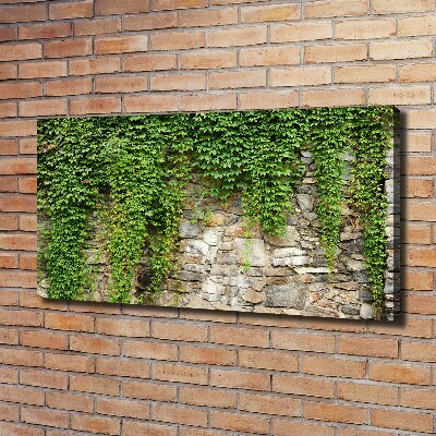 Canvas foto Groene klimop