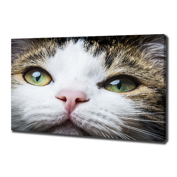 Schilderij op canvas Groene kattenogen