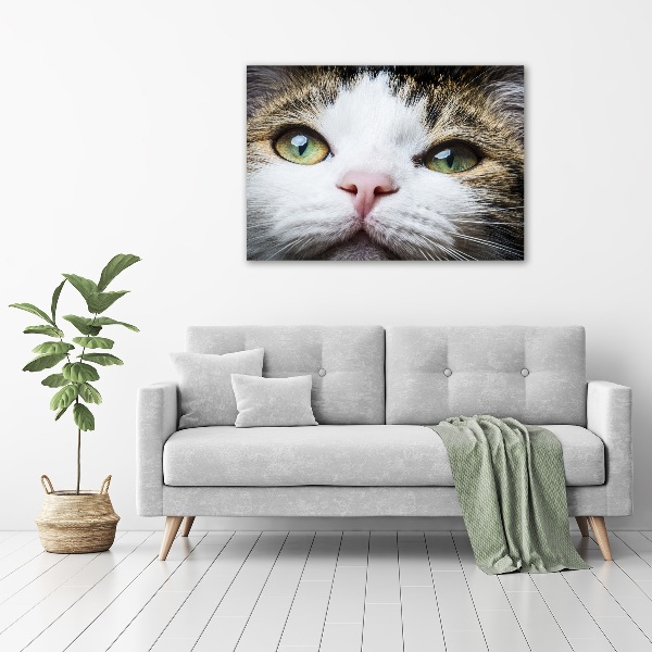 Schilderij op canvas Groene kattenogen