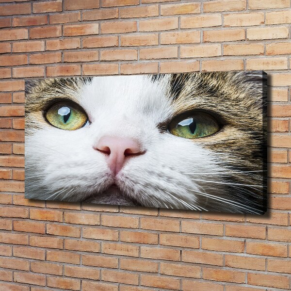 Schilderij op canvas Groene kattenogen