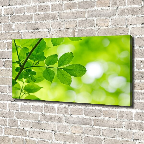 Foto canvas Groene bladeren