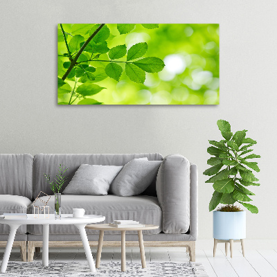 Foto canvas Groene bladeren