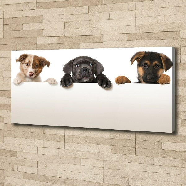 Schilderij op canvas Drie puppy's