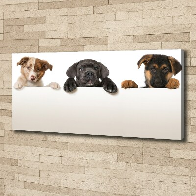 Schilderij op canvas Drie puppy's