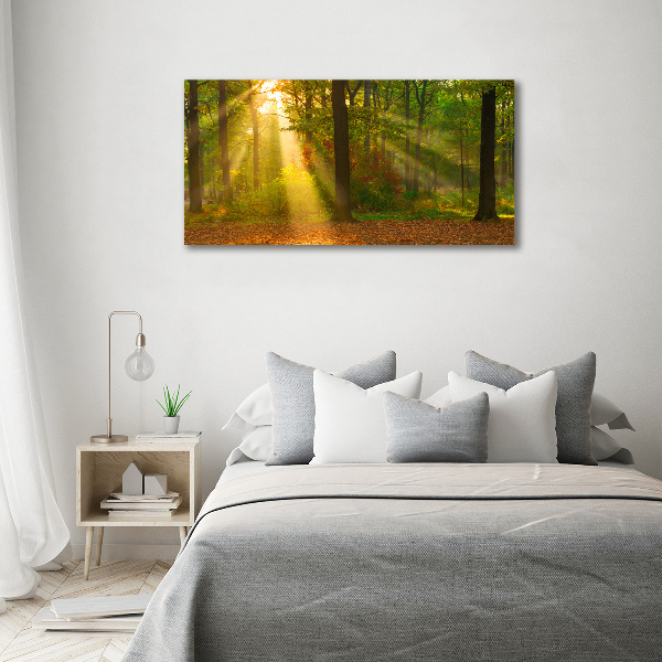 Foto op canvas Bos in de zon