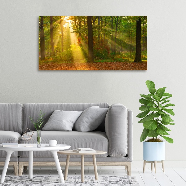 Foto op canvas Bos in de zon