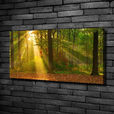 Foto op canvas Bos in de zon