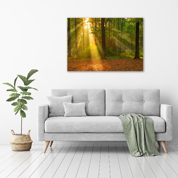 Foto op canvas Bos in de zon