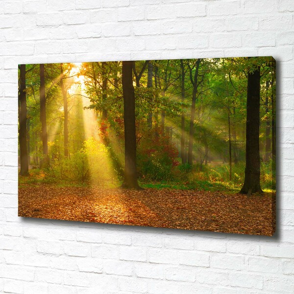 Foto op canvas Bos in de zon