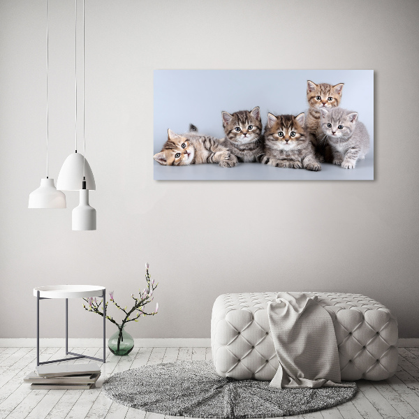 Foto op canvas Vijf katten