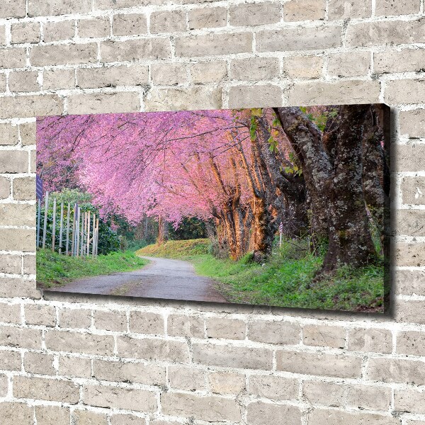 Canvas foto Kersenbloesems