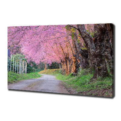 Canvas foto Kersenbloesems