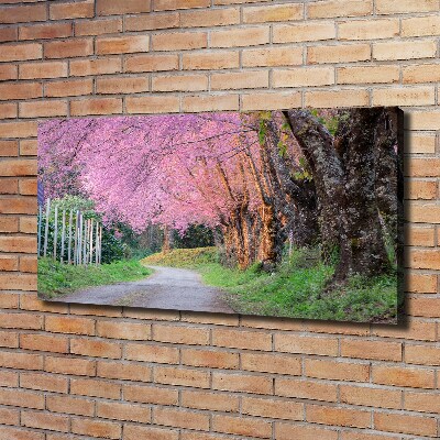 Canvas foto Kersenbloesems