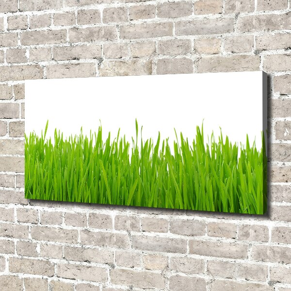 Schilderij op canvas Gras