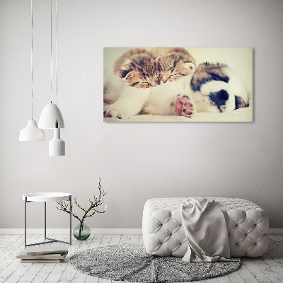 Canvas schilderij Twee katten en een hond