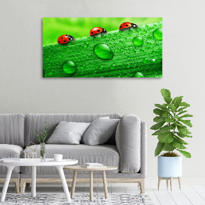 Foto op canvas Lieveheersbeestjes op het gras