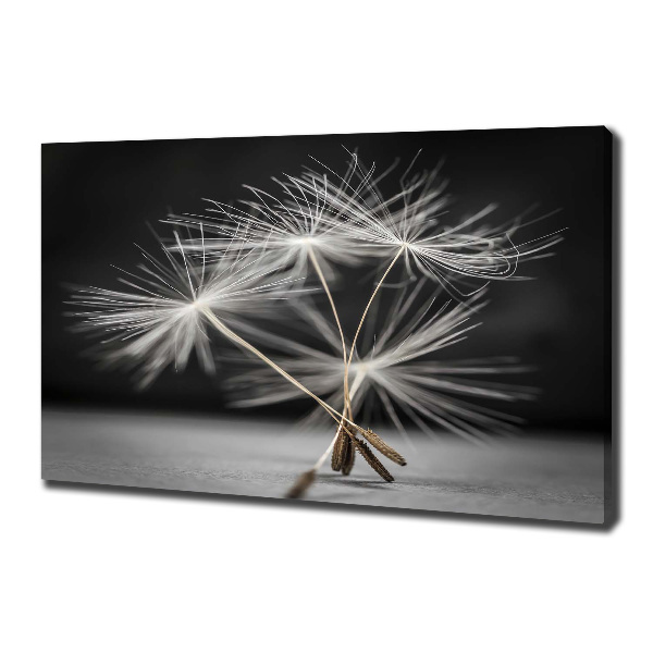 Foto obraz na płótnie Nasiona dmuchawca