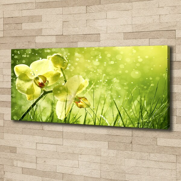 Canvas schilderij Orchidee