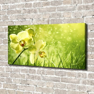 Canvas schilderij Orchidee