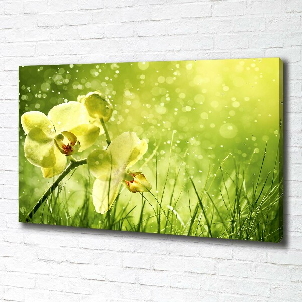 Canvas schilderij Orchidee