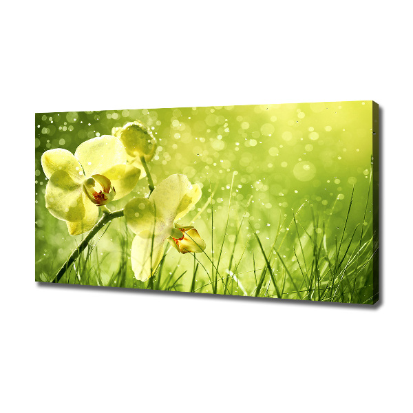 Canvas schilderij Orchidee