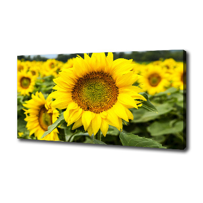 Canvas schilderij Een veld met zonnebloemen